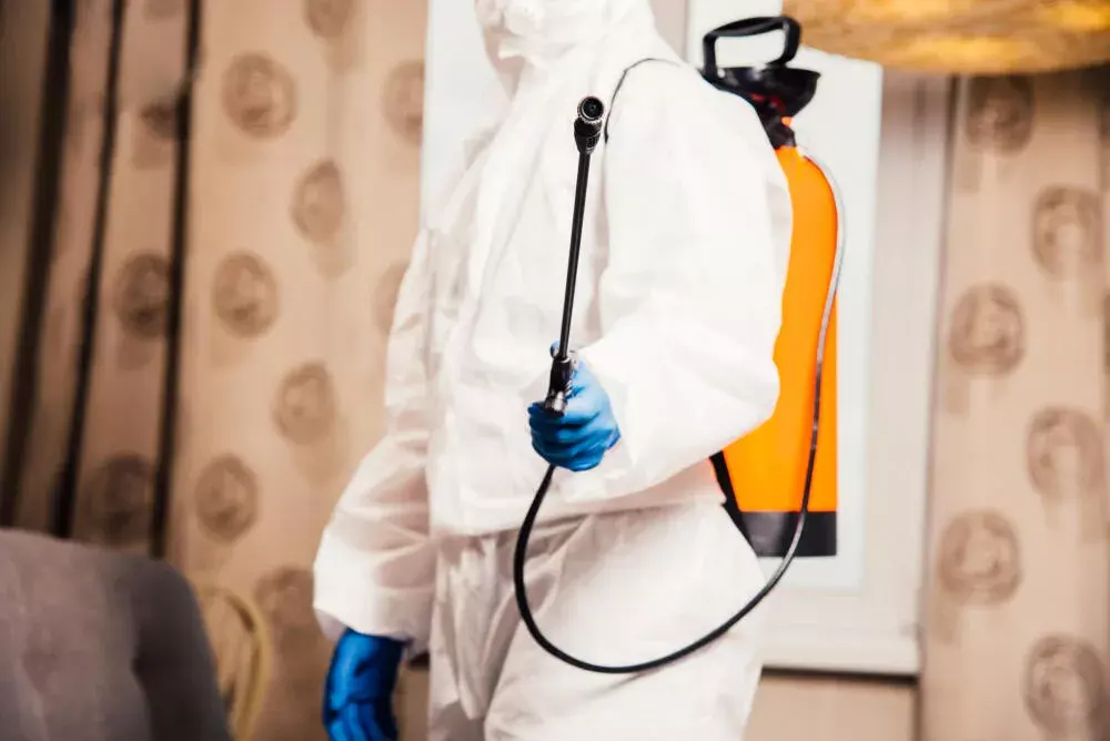 Proteção Total Contra Cupins: A Combinação Ideal Entre Sentricon e Descupinização Convencional