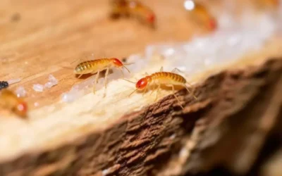 Você sabia? Aplicar cupinicida por conta própria pode agravar o problema