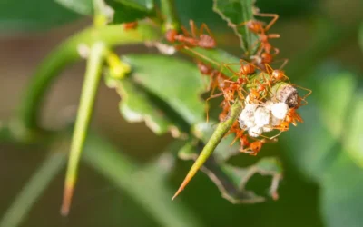 RDC 622/2022: o que mudou no controle de pragas e como empresas em São Paulo devem se adequar