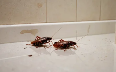 Controle de pragas como indicador de maturidade sanitária da empresa