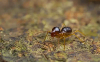 Dedetização em Campo Belo, Brooklin, Santo Amaro e Chácara Santo Antônio